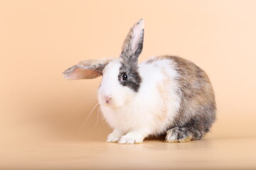 Adorable little baby rabbit on light orange background. Young cute baby bunny sit lively. Fluffy pet in studio.