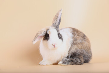 Adorable little baby rabbit on light orange background. Young cute baby bunny sit lively. Fluffy pet in studio.