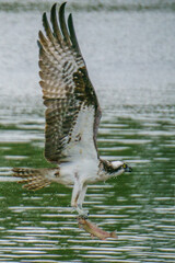 Osprey with trout