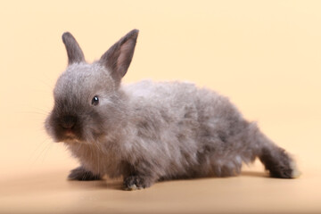 Adorable little baby rabbit on light orange background. Young cute baby bunny sit lively. Fluffy pet in studio.