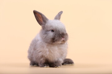 Adorable little baby rabbit on light orange background. Young cute baby bunny sit lively. Fluffy pet in studio.