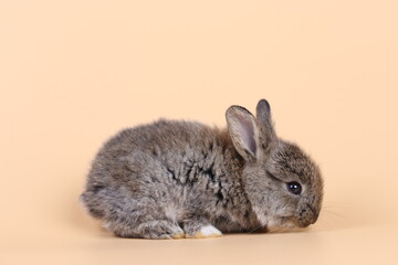 Adorable little baby rabbit on light orange background. Young cute baby bunny sit lively. Fluffy pet in studio.