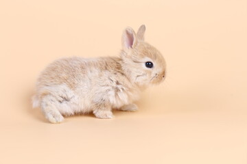 Adorable little baby rabbit on light orange background. Young cute baby bunny sit lively. Fluffy pet in studio.