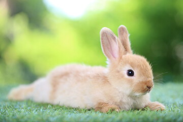Cute litte rabbit on green grass with natural bokeh as background. Young adorable bunny playing in garden.