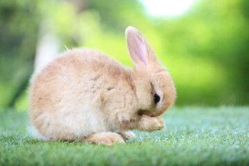 Cute litte rabbit on green grass with natural bokeh as background. Young adorable bunny playing in garden.