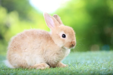 Cute litte rabbit on green grass with natural bokeh as background. Young adorable bunny playing in garden.
