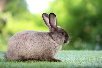 Cute litte rabbit on green grass with natural bokeh as background. Young adorable bunny playing in garden.