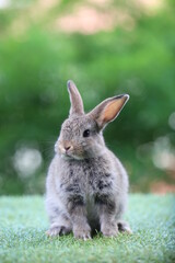 Cute litte rabbit on green grass with natural bokeh as background. Young adorable bunny playing in garden.