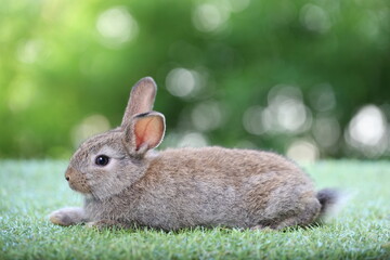 Cute litte rabbit on green grass with natural bokeh as background. Young adorable bunny playing in garden.