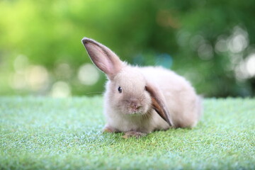 Cute litte rabbit on green grass with natural bokeh as background. Young adorable bunny playing in garden.