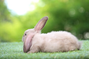 Cute litte rabbit on green grass with natural bokeh as background. Young adorable bunny playing in garden.