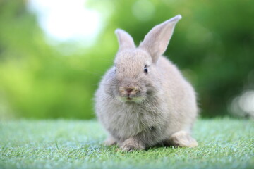 Cute litte rabbit on green grass with natural bokeh as background. Young adorable bunny playing in garden.