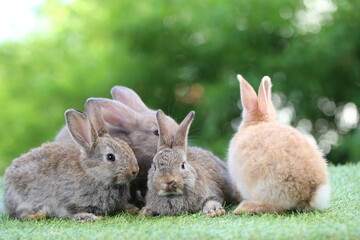 Cute litte rabbit on green grass with natural bokeh as background. Young adorable bunny playing in garden.