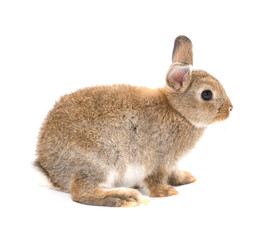 Baby rabbit adorable brown bunny on white background
