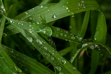 Hojas y pétalos con gotas de lluvia