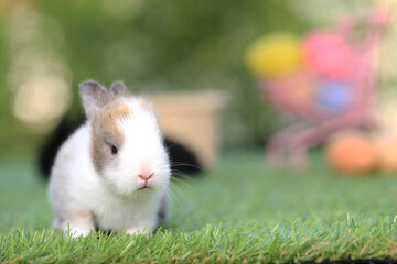 Baby cute and adorable rabbit sitting on green grass. Small and young bunny  is a lovely furry pet.  Easter concept on yellow background, egg and grass with bokeh as nature background