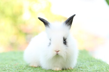 Cute litte rabbit on green grass with natural bokeh as background. Young adorable bunny playing in garden.