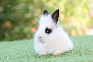Cute litte rabbit on green grass with natural bokeh as background. Young adorable bunny playing in garden.