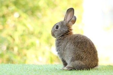 Cute litte rabbit on green grass with natural bokeh as background. Young adorable bunny playing in garden.