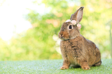 Adult rabbit sits on green graas in nature bokeh as background. Lovely mature bunny wears flower wreath on its head. Cute pet photo.
