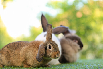 Adult rabbit sits on green graas in nature bokeh as background. Lovely mature bunny wears flower wreath on its head. Cute pet photo.