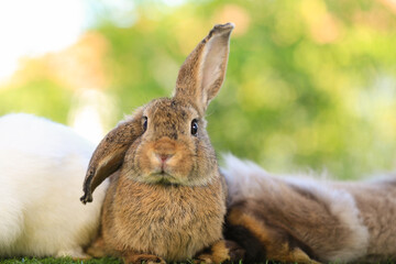 Adult rabbit sits on green graas in nature bokeh as background. Lovely mature bunny wears flower wreath on its head. Cute pet photo.