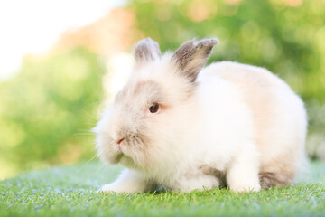 Adult rabbit sits on green graas in nature bokeh as background. Lovely mature bunny wears flower wreath on its head. Cute pet photo.