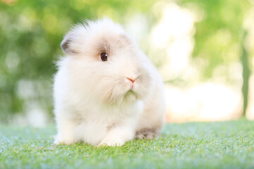 Adult rabbit sits on green graas in nature bokeh as background. Lovely mature bunny wears flower wreath on its head. Cute pet photo.