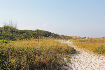 grass on the beach