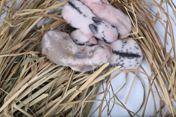 Baby adorable rabbit on white background. Young cute bunny in many action and color. Lovely pet with fluffy hair. White and brown baby little rabbit for Easter on straw with white background.