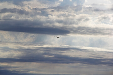 seagull in the sky