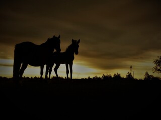 horse in the field