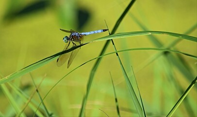 dragonfly on a green leaf