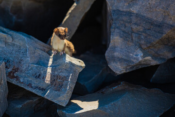 Small Ermine Pauses After Zooming Around The Rocks