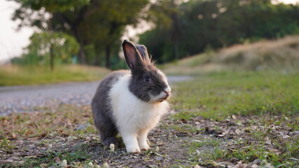 Rabbit in green field and farm way. Lovely and lively bunny in nature with happiness. Hare in the forest.