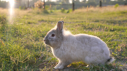 Rabbit in yellowish grass  field in nature. Bunny play lively in forest in sunset safely. Golden warm light of morning or evening  as life begin in Easter day.