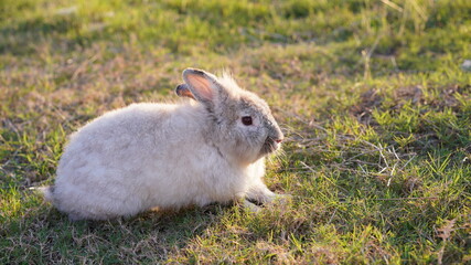 Rabbit in yellowish grass  field in nature. Bunny play lively in forest in sunset safely. Golden warm light of morning or evening  as life begin in Easter day.