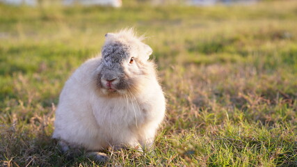 Rabbit in yellowish grass  field in nature. Bunny play lively in forest in sunset safely. Golden warm light of morning or evening  as life begin in Easter day.