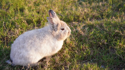 Rabbit in grass field in nautre. Bunny play lively in forest in sunset safely.