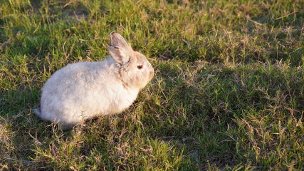 Rabbit in yellowish grass  field in nature. Bunny play lively in forest in sunset safely. Golden warm light of morning or evening  as life begin in Easter day.