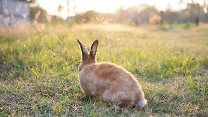 Rabbit in yellowish grass  field in nature. Bunny play lively in forest in sunset safely. Golden warm light of morning or evening  as life begin in Easter day.