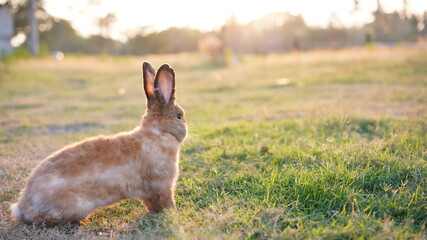 Rabbit in yellowish grass  field in nature. Bunny play lively in forest in sunset safely. Golden warm light of morning or evening  as life begin in Easter day.