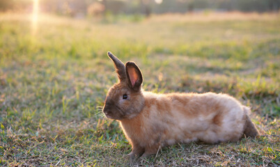 Rabbit in yellowish grass  field in nature. Bunny play lively in forest in sunset safely. Golden warm light of morning or evening  as life begin in Easter day.