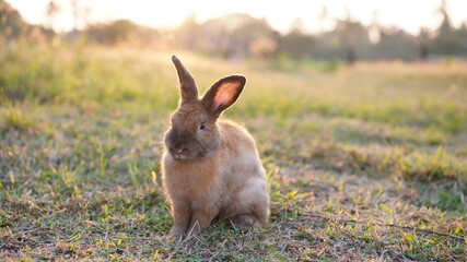Rabbit in yellowish grass  field in nature. Bunny play lively in forest in sunset safely. Golden warm light of morning or evening  as life begin in Easter day.