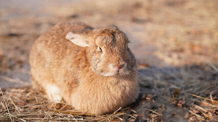 Rabbit in grass field in nautre. Bunny plaay lively in forest in sunset safely.