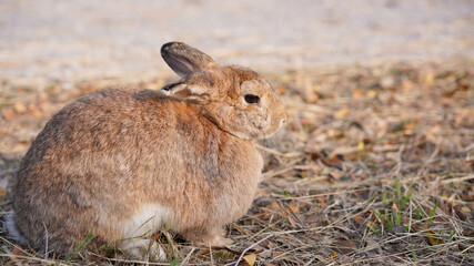 Rabbit in grass field in nautre. Bunny plaay lively in forest in sunset safely.