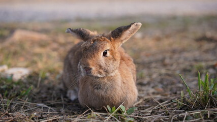 Naklejka na ściany i meble Rabbit in grass field in nautre. Bunny plaay lively in forest in sunset safely.