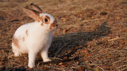 Rabbit in grass field in nautre. Bunny plaay lively in forest in sunset safely.