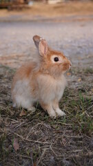 Rabbit in grass field in nautre. Bunny plaay lively in forest in sunset safely.