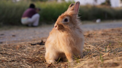 Rabbit in grass field in nautre. Bunny plaay lively in forest in sunset safely.